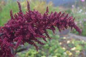 Grow Harvest And Cook With Amaranth The Carrot Revolution