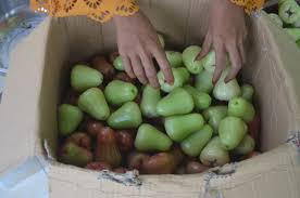 Cara baru stek jambu madu menggunakan media air dalam plastik. Cara Udin Berpenghasilan Rp10 Juta Bulan Dari Jambu Air Madu Deli Kumparan Com