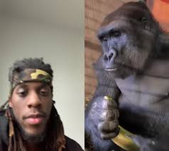 Baby Gorilla Eating Cookies