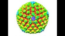 Herpes Simplex Virus Wikipedia