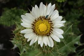 Image result for Berkheya radula