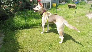Dort soll gleich was über schlaue kaninchen kommen. Mona Konnte Durch Die Sendung Tiere Suchen Ein Zuhause Leider Nicht Vermittelt Werden
