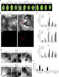 We did not find results for: Epidermal Chloroplasts Are Defense Related Motile Organelles Equipped With Plant Immune Components Nature Communications