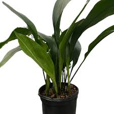 Image result for Aspidistra