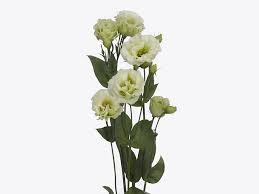 Image result for eustoma Balboa