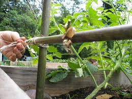 This smaller pea trellis is spaced 4″ apart with fairly thin bamboo that measures 5′ high. Bamboo Tomato Trellis 6 Steps With Pictures Instructables