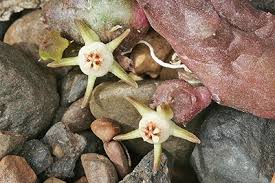 Image result for Duvalia