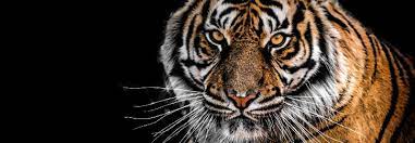 Segera baca artikelnya sekarang juga! Oculus Tigris Mata Harimau Dalam Bahasa Latin