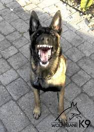 It's got plenty of area, thickness, and padding for my 95 lb belgian malinois to get a great grip with his whole mouth, and it's got thick, rounded handles for me. Pin On Wolfsbane K9