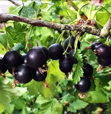 Image result for jostaberry