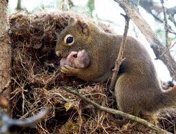 Baby Squirrels Are Born Blind And Hairless And Stay With Their Mothers For 8 10 Weeks A Group Of Squirrels Is Called A Scurry R Awwducational