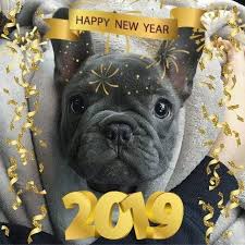 Happy New Year S E B A S T I A N Seb The Frenchie French Bulldog French Bulldog Puppies Cute Animals