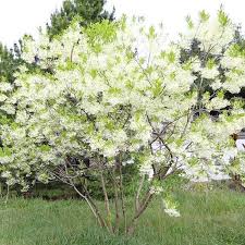 Image result for Chionanthus