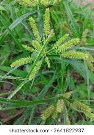 Image result for Cyperus cyperoides
