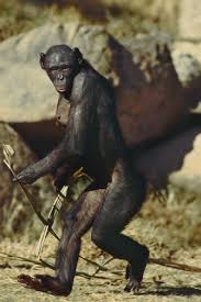 1369280 Bonobo Female Walking Pan Paniscus Native To Democratic Republic Of Congo Bonobo Great Ape Primates