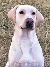 Check out our breed information page! Diamond M Labradors Texas Oklahoma Arkansas New Mexico Louisiana Colorado Dallas Fort Worth San Antonio Austin Dfw North Texas Houston Red Oak Lab Lab Puppies Lab Puppy Labrador Puppy Labrador Puppies Lab