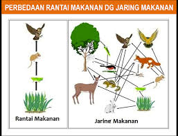 Contoh mudahnya rantai makanan yang terjadi dalam ekosistem sawah tentu akan berbeda dengan yang tejadi pada ekosistem hutan. 73 Gambar Rantai Makanan Pada Hewan Dan Tumbuhan Hd Terbaru Gambar Hewan