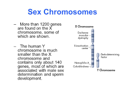 Human heredity is difficult to study because they produce few offspring, have a long life span, and cannot be grown in a lab karyotypes need to study the human genome. 14 1 Human Chromosomes Key Questions 1 What Is A Karyotype 2 What Patterns Of Inheritance Do Human Traits Follow 3 How Can Pedigrees Be Used To Analyze Ppt Download
