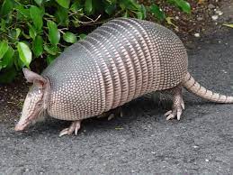 Pelican Bay Naples Florida Armadillo Lovingnaplesfl Armadillo Naples Florida Fort Myers Beach Florida Lifestyle