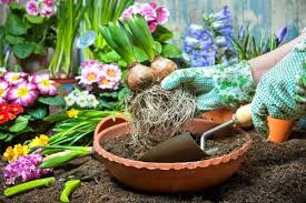 The bulbs are about the size of a fist, but by late summer the plants can be 3 to 4 feet high and almost as wide. 10 Best Flower Bulbs For Containers Urban Garden Gal
