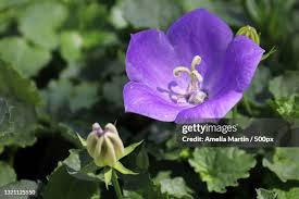 Image result for Thunbergia graminifolia
