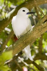 More images for white hawaiian bird with long neck » 27 Hawaii Bird Ideas Bird Hawaii Birds