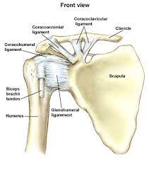 Gan quan fu, pt, msc. Shoulder Joint Anatomy Movement Muscle Involvement How To Relief Shoulder Anatomy Muscle Anatomy Upper Limb Anatomy
