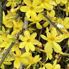 Image result for Jasminum nudiflorum