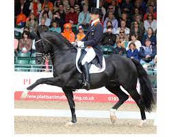 When did gal and totilas start to compete? Totilas Death 2000 2020 Rip Breeding News For Sport Horses