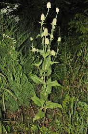 Image result for Dipsacus pinnatifidus