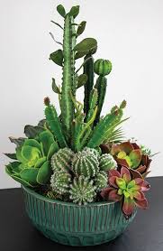 Forest cacti grow in wooded areas, ranging from temperate forests to subtropical and tropical regions. Pin By Pioneer Imports Wholesale On Stunning Succulents Cacti Succulent Garden Diy Mini Cactus Garden Cactus Arrangement