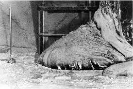 And yet, in spite of the elephant foot's toxic presence in chernobyl, something strange is. Elephant S Foot A Horrible Symbol Of Chernobyl Disaster Chernobyl Visit