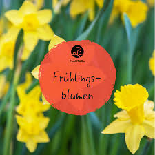 Die 5 Schonsten Fruhlingsblumen Plantura Fruhlingsblumen Fruhling Blumen
