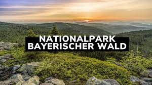Bis 2027 soll dieser anteil auf 75 prozent erhöht werden. Nationalpark Bayerischer Wald Youtube