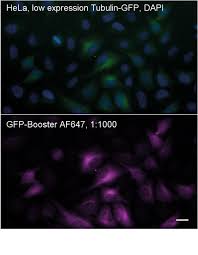 Purified llama igg, whole molecule. Gfp Booster Chromotek