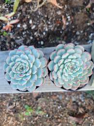 Image result for Humularia minima