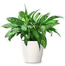 Plant stands in the philippines can be found online with iprice at the lowest prices. 38 Indoor Ornamental Plants Grown In Philippines Ideas Plants Ornamental Plants Indoor Plants