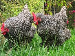 Check spelling or type a new query. Jenis Ayam Petelur Ayam Kandang Ayam Karangtengah Facebook