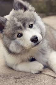Baby Black And White Pomsky Pomsky Puppies Cute Baby Animals Cute Animals