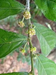 Image result for Streblus