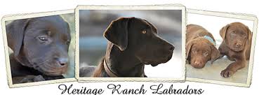 Puppies for sale near bend, oregon your search returned the following puppies for sale. About Heritage Ranch Labradors Nampa Idaho