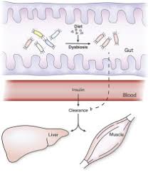 For keeping blood glucose in control, carbohydrate counting works. Gut Microbiota Impairs Insulin Clearance In Obese Mice Sciencedirect