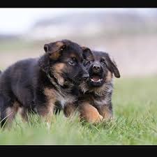 Maybe you would like to learn more about one of these? German Shepherd Puppy For Sale Posts Facebook