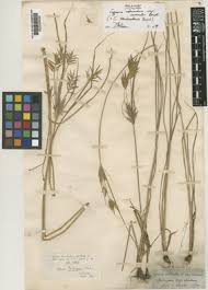 Image result for Cyperus zollingeri