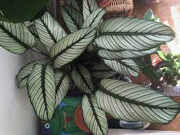 My Favorite House Plant Calathea White Star Houseplants Plants Calathea House Plants