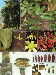 Image result for Monoon