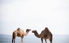Camel spring dsl allows you to configure uri's pointing to source and destination file locations in a normal spring xml file. How To Read Write Files From Google Drive Using Camel Quarkus Dzone Integration