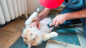 You trim the hair short but do not shave it completely. How I Shaved My Cat Into A Lion Youtube