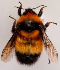 Image result for Bombus hyperboreus