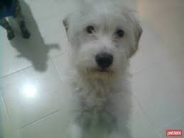 kedi ve kopek sahiplendirme panosundaki pin